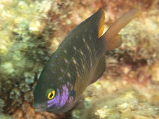 Joues mauves